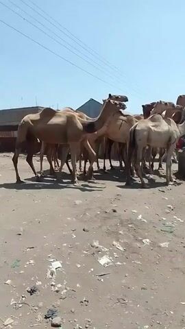 The video shows a herd of light brown camels milling around a concrete trough. The ground is dusty and littered with debris. In the background are a few buildings and overhead power lines. The sky is clear and blue.