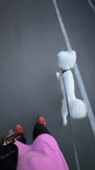 Dog walker and roller skater share paved path in Krasnoyarsk