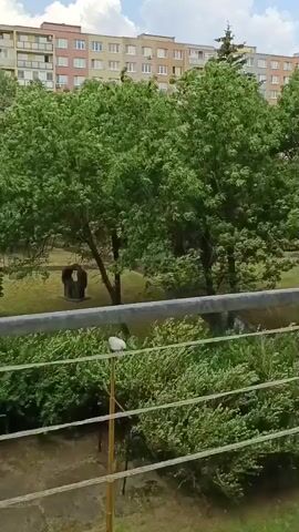 The video shows a view of a park with a large apartment building in the background. There are several trees and bushes in the park. In the foreground, there is a metal railing. There are no people visible in the video. The weather appears to be cloudy.