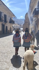 Traditional-dressed women lead white llamas through Cuzco streets