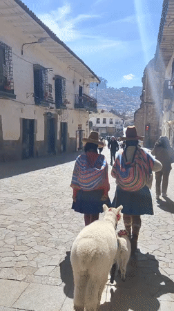 Traditional-dressed women lead white llamas through Cuzco streets