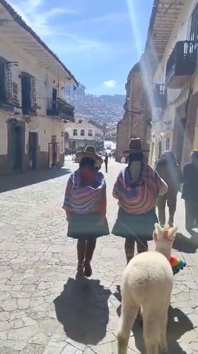 Traditional-dressed women lead white llamas through Cuzco streets