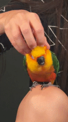 Sun conure enjoys a quiet petting session in Khimki