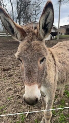 The camera focuses closely on a donkey standing in a muddy pen. The donkey is gray-brown, with a white muzzle and large ears. Its eyes are dark and appear to be gazing directly at the camera. In the background, a white fence is visible, along with a dark-colored horse standing in a field, and a few sheds or outbuildings. The ground is mostly bare dirt with a few patches of green grass. The sky appears overcast.
