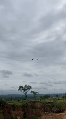 Birds and vegetation documented in Achara, Nigeria landscape