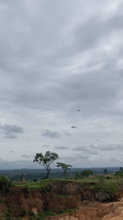 Birds and vegetation documented in Achara, Nigeria landscape