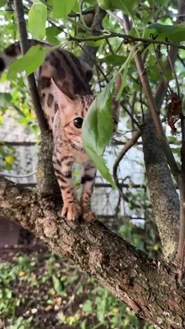A Bengal kitten with distinctive spotted fur is perched on a tree branch. The kitten is looking to its right, with one large green leaf partially obscuring its face. The kitten's body is angled to the left, showing its spotted back and tail. Its paws are visible on the rough bark of the tree. The background is filled with green leaves and branches, suggesting an outdoor, natural setting. The lighting indicates it is daytime.