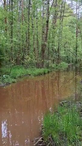 The video shows a narrow body of water, possibly a canal or stream, flowing through a forest. The water is brown and reflects the trees on either side. The forest is dense with predominantly thin birch trees and some pine trees. The ground is covered with grass. The scene appears tranquil and undisturbed.