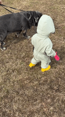 Child walks large dogs near muddy tractor in Ludorvay