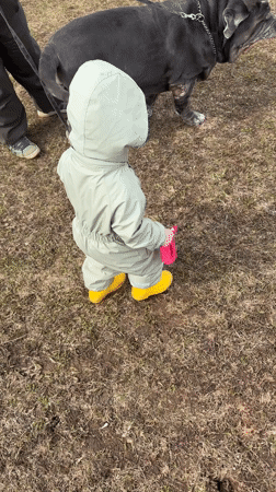Child walks large dogs near muddy tractor in Ludorvay