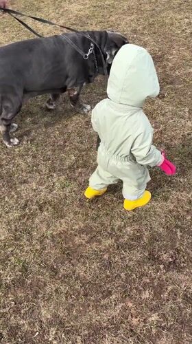 Child walks large dogs near muddy tractor in Ludorvay