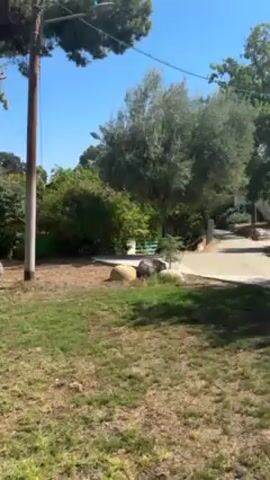 The video shows a grassy area with patches of dead grass, a wooden pergola, a telephone pole, and various trees and bushes. There are some rocks scattered around the area. The sky is blue and sunny. In the beginning and the end of the video, a chicken sound can be heard.