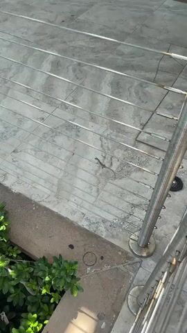 A small lizard with a long tail stands on a light-colored tiled surface, which appears to be a pathway or staircase. The lizard is positioned between several parallel metal railings. To the left of the lizard, the edge of a concrete planter box filled with lush green foliage is visible. The overall scene is outdoors, with sunlight casting shadows.