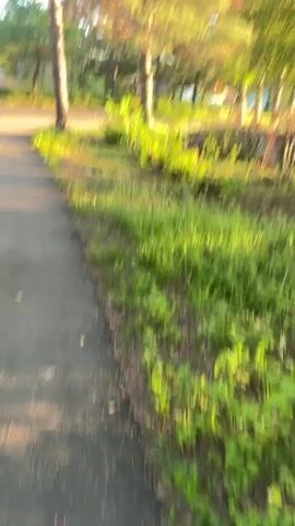 This video captures a serene outdoor scene in Gornye Kljuchi, Russia. The camera pans through a lush, green landscape bathed in the warm glow of the late afternoon sun. Tall trees, primarily pines and deciduous trees with vibrant green leaves, dominate the scenery, creating a dappled shade on the ground. The foreground features a pathway made of asphalt or packed earth, bordered by thick, verdant grass and undergrowth.

The setting appears to be a park or a natural area, with evidence of human activity in the form of the pathway and possibly some fallen branches or debris that suggest a cleared or maintained area. In the background, a gentle slope covered in trees and vegetation leads up to a distant hill under a clear, bright sky. The sunlight is casting long shadows and highlighting the foliage, creating a peaceful and idyllic atmosphere.

No people or specific objects are clearly discernible beyond the natural elements and the pathway. The activity taking place is simply the act of moving through this natural environment, captured from a moving perspective. The time of day is clearly late afternoon or early evening due to the low angle and warm hue of the sun. The weather appears to be fair and pleasant, contributing to the tranquil mood. The location cues of Gornye Kljuchi, Russia, suggest a rural or semi-rural setting, consistent with the natural beauty displayed. There is no visible text in the video. The overall impression is one of natural beauty and quietude.