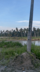 Vehicle journey through coconut groves recorded in rural Indonesia