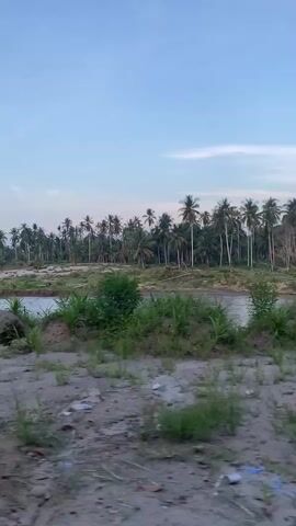 The video shows a view from a moving vehicle driving alongside a river bordered by a dense grove of coconut palm trees. The river water is calm and reflects the sky. The foreground features sparse vegetation and sandy soil. The sky is blue with scattered clouds. A glimpse of the vehicle's interior is visible at the very end of the video.