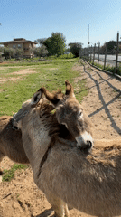 Donkeys graze peacefully at rural Aprilia farm