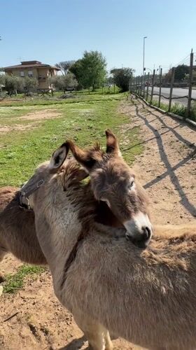 Donkeys graze peacefully at rural Aprilia farm