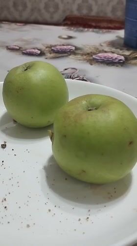 Tea, apples, and TV on a quiet Dushanbe afternoon