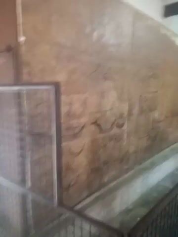 The video shows the interior of a building or structure, possibly a museum or historical site, featuring walls covered in what appears to be rough, textured plaster. The walls are adorned with crude black drawings of ships or boats. A narrow, concrete trough runs along the base of the walls. A metal railing separates the viewing area from the trough and wall. Two individuals are visible; one, dressed in a blue shirt and khaki pants, is walking along the railing with a smartphone mounted on a selfie stick, recording the scene. Another individual wearing an orange shirt is partly visible at the right edge of the frame, holding a similar recording device. The ceiling is visible, featuring what seems to be a corrugated metal roof with artificial lighting. The overall atmosphere is dimly lit and gives a sense of age and historical significance.