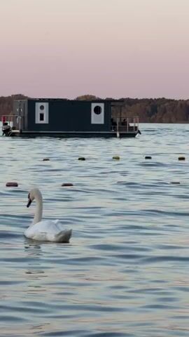 A swan swims in calm water. In the background, a dark, rectangular floating structure with windows and a small motor on the back is moving across the water. There are buoys or markers in the water between the swan and the floating structure. The sky is a pale pink and orange, indicating it is either sunrise or sunset. The water is slightly rippled.
