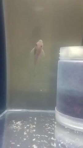 A light pink fish swims in a tank. The tank has a clear bottom and side, with murky water. There is some white debris on the bottom of the tank. To the right, a clear plastic container with a white lid is partially visible. The container is filled with dark material. A black tube is visible in the upper right portion of the frame.