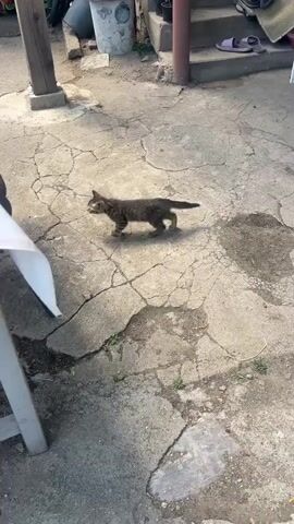 A tabby kitten walks across a cracked concrete patio. It pauses and sniffs the ground before continuing to walk toward the right side of the frame. A white plastic table with a patterned tablecloth is partially visible in the foreground on the left. In the background, there are stairs, a broom, a bucket, and some plants.