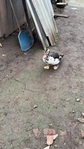 A black and white duck stands on muddy ground near a blue rake and some corrugated roofing.