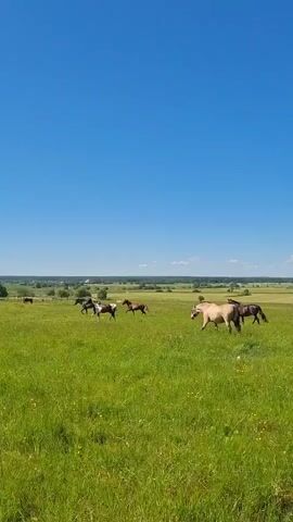 The video shows a wide shot of a lush green field under a bright blue sky, indicative of a sunny day. Several horses are scattered across the field. In the left mid-ground, a group of three horses appears to be trotting or running together. One is dark brown, another is a mix of white and brown, and a third is reddish-brown. Further to the right, two lighter-colored horses are grazing or walking. In the far distance, a single dark horse is visible, and to its left, a small cluster of trees can be seen. The overall impression is one of a peaceful rural landscape. The time of day appears to be midday, given the bright sunlight and clear sky. The location is a vast open field, likely a pasture, in Kaporskoe, Russia. There is no visible text in the video.