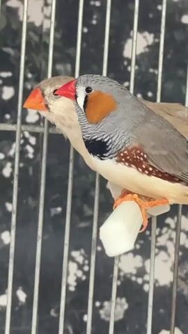 Two zebra finches perch on a white plastic perch inside a gray metal cage. The bird in the foreground is gray with orange cheek patches, a black and white striped throat, a white breast, and brown spots on its sides. Its beak is bright red and its feet are orange. The other bird is a lighter beige color with an orange beak.  The bars of the cage are straight and vertical. In the background, indistinct shapes suggest foliage.