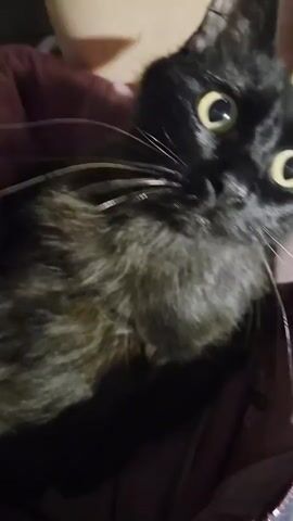 A close-up video shows a black cat being held by a person's hand. The cat appears to be nursing, with tiny pink nipples visible. The video is dark, but the cat's fur is visible, as is a portion of the person's hand and arm. The background is indistinct and dark.