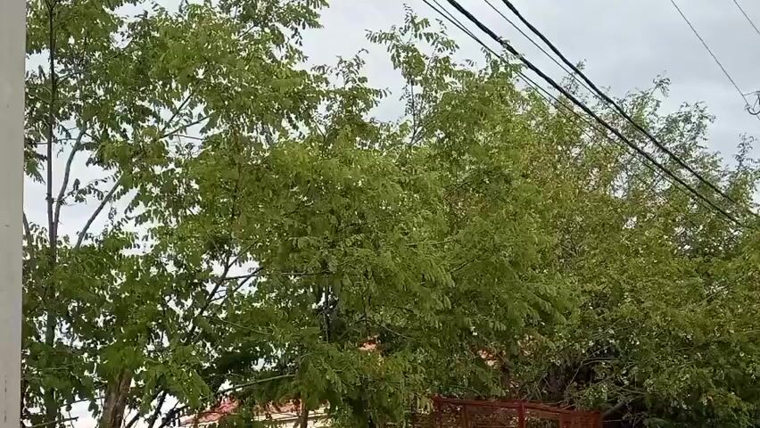 The video shows a view of trees with green leaves and branches against a cloudy sky. There are power lines visible in the upper right portion of the frame, with utility poles. In the lower part of the frame, parts of a red fence and a building with a tiled roof are visible. The leaves on the trees appear to be wet, suggesting it might be raining or has recently rained. The overall scene appears to be an outdoor residential or street environment. There are no people or animals clearly visible.