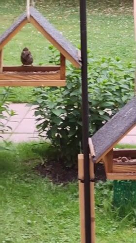 Backyard bird feeders busy with sparrows and pigeons in Rosinka