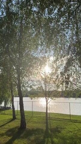The video captures a serene outdoor scene, likely in Hnarovske, Ukraine. The focus is on a grassy area with several trees, primarily birch trees with their distinctive white bark, in the foreground. Sunlight filters through the leaves, creating a dappled effect on the grass and casting long shadows. Beyond the trees, a wire fence runs horizontally, separating the grassy area from a body of water, possibly a river or lake. The water reflects the bright sunlight, creating a shimmering effect. In the distance, the far bank of the water is visible, lined with trees and some structures, suggesting a rural or semi-rural setting.

The time of day appears to be late afternoon or early evening, as indicated by the low angle of the sun and the long shadows. The weather seems pleasant, with bright sunshine and clear skies, though there might be some light clouds present. The overall mood conveyed is peaceful and tranquil, evoking a sense of natural beauty and calm. There are no people or prominent objects visible in the video, with the scene dominated by the natural elements of trees, grass, water, and sunlight. No text is visible in the media file.