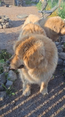Quiet afternoon moments with pets and child in Kempelevo