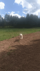 White Samoyed dog spotted roaming outdoor areas in Chaikovsky, Russia