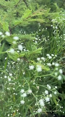 The video shows a close-up view of green foliage and small white flowers swaying gently. The background is blurred, suggesting a shallow depth of field, and hints at a slightly overcast sky. The focus is on the delicate white blossoms and the feathery green leaves, creating a natural and serene outdoor scene.