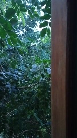 This is a video of dense green foliage, likely trees and bushes, viewed from a low angle, possibly from beneath a wooden structure or overhang. The leaves are a deep green, with some appearing almost blue or purple due to lighting or the color of the leaves themselves. The branches are visible, intertwining amongst the leaves. The overall impression is of a lush, natural environment.

The lighting suggests it might be early morning or late afternoon, or a time of day when the sun is not directly overhead, given the dappled light and the shadows. There's no indication of specific weather conditions, but the greenery suggests a climate that supports such growth.

The video focuses entirely on the vegetation, with no people or animals visible. The wooden element at the top of the frame provides a sense of perspective, indicating that the viewer is looking out from a sheltered spot into the greenery. The location context provided is Bhuban, India, which helps to inform the type of vegetation that might be expected. There is no visible text in the video. The mood conveyed is one of natural tranquility and abundance.