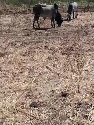 A brief video shows two cows grazing in a dry, dusty field. The cow in the foreground is larger and has a dark head and horns, with a lighter-colored body. The cow in the background is smaller and lighter in color. Both cows are focused on eating the dry grass. The environment appears to be rural, with sparse vegetation and trees in the background. The sky is blue with some clouds. The video pans slightly from left to right, capturing the overall scene.
