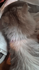 Cat finds comfort in shopping bag in Riga