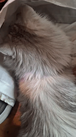 Cat finds comfort in shopping bag in Riga