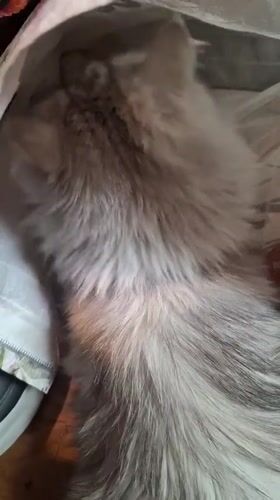 Cat finds comfort in shopping bag in Riga