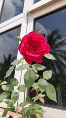 Blooming roses and flowers documented in Obosi, Nigeria