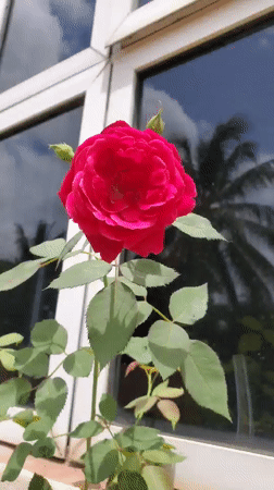 Blooming roses and flowers documented in Obosi, Nigeria