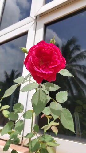Blooming roses and flowers documented in Obosi, Nigeria