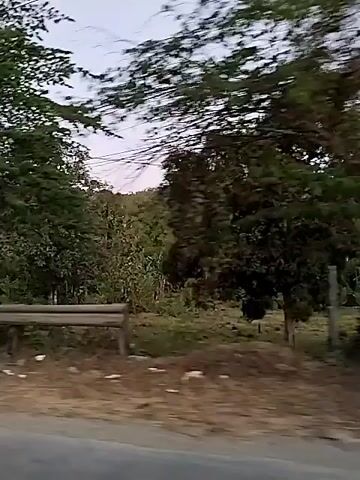 The video shows a view from a vehicle moving along a road. The road appears to be paved with some debris on the side. A guardrail runs along the edge of the road. On the other side of the guardrail, there is a dirt embankment with various types of vegetation, including trees, bamboo, and leafy plants. In the background, there are hills covered in dense foliage. The sky is overcast. In the first segment, a tree with dense foliage is prominent. In the second and third segments, a tall, slender palm tree is visible. In the third segment, a motorcycle with a rider passes by. In the fourth segment, a yellow barrier is seen next to a cluster of bamboo and other plants. The overall impression is a rural or semi-rural environment.