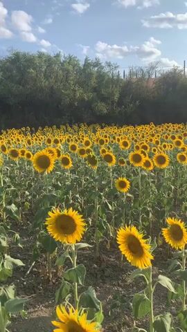 A vertical, medium shot captures a field of sunflowers under a blue sky with scattered white clouds. The sunflowers, predominantly yellow with dark centers, are in varying stages of bloom and are densely packed across the frame. The foreground shows several individual sunflowers with their heads tilted upwards, bathed in sunlight. Behind them, the field stretches into the distance, creating a vast expanse of yellow. A line of dark green trees and foliage forms a backdrop along the horizon, with a fence or wire visible through the trees on the left side of the frame. The ground appears to be soil or dirt, with some scattered debris. The lighting suggests it is daytime, possibly late afternoon, with the sun casting a warm glow on the flowers. There are no people or animals visible in the video.