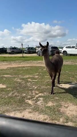 A brown llama with a lighter-colored neck stands in a grassy, dirt area. It is looking at the camera. In the background, there are several parked cars and a blue sky with white clouds. The camera is positioned low, appearing to be from inside a vehicle, looking out.