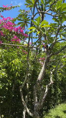 Decorated garden walkway filmed in Nha Trang, Vietnam