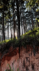 Couple documents morning forest walk in Da Lat pine woods
